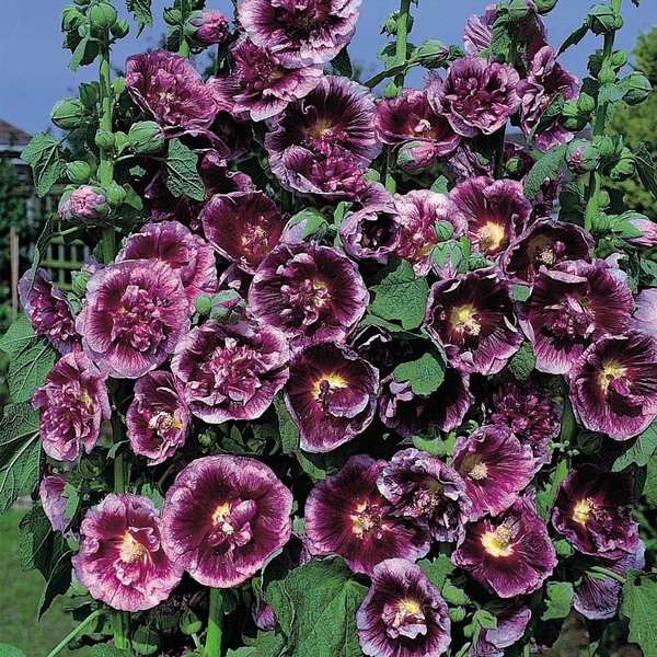 Alcea rosea Creme de Cassis