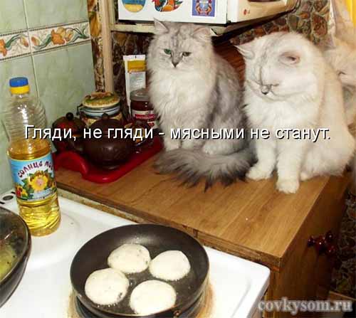 Кулинарные котоматрицы