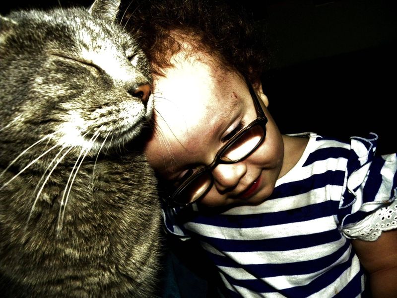 Почему мы любим кошек CatsGoldenHearts27 Почему мы любим кошек