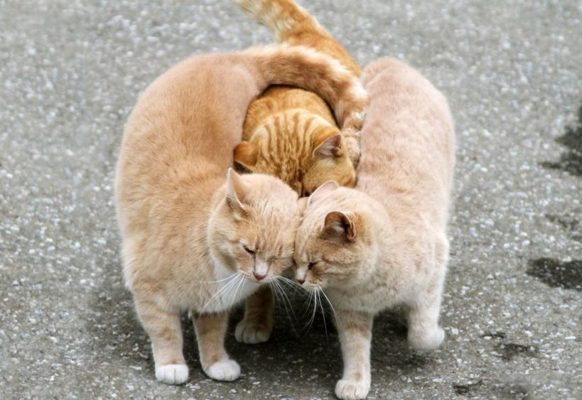 Влюбленные котейки Влюбленные котейки