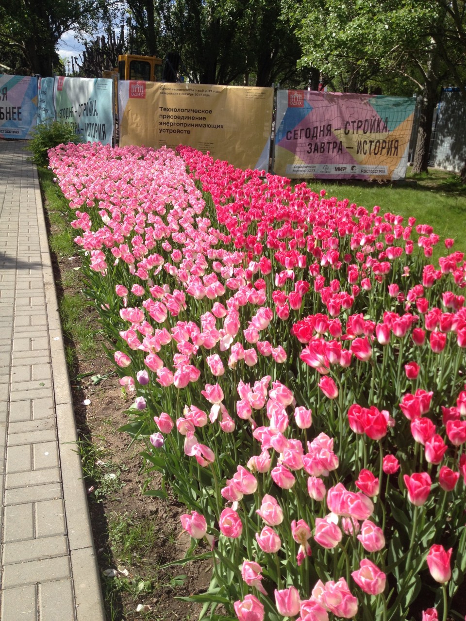 Яблони и тюльпаны на ВДНХ Яблони и тюльпаны на ВДНХ