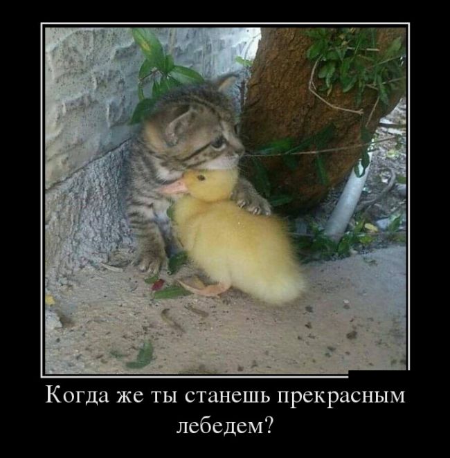 Веселые демотиваторы для позитивного настроения (11 фото) Веселые демотиваторы для позитивного настроения (11 фото)