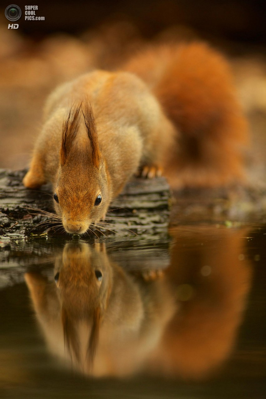 Ранняя осень. (Corné van Oosterhout) 