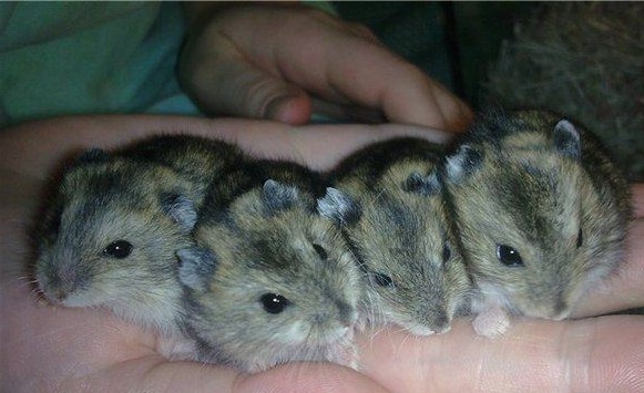 Самые маленькие животные мира