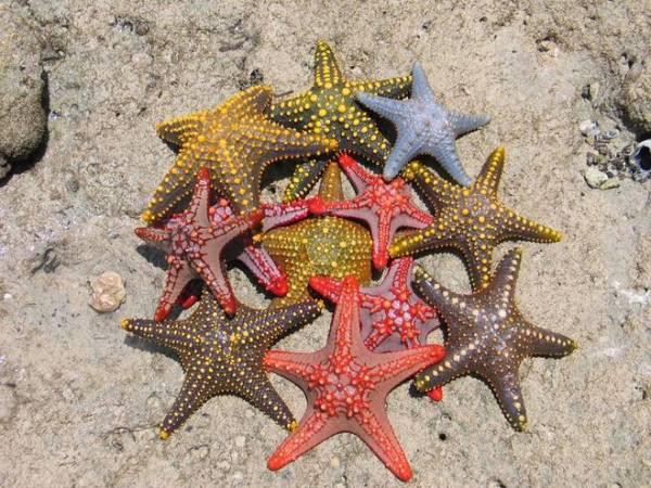 Ученые обнаружили глаза у глубоководных морских звезд Ученые обнаружили глаза у глубоководных морских звезд