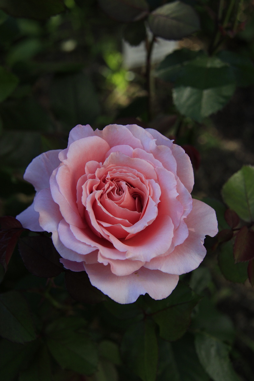 Роза розариюторсен бильбильдер