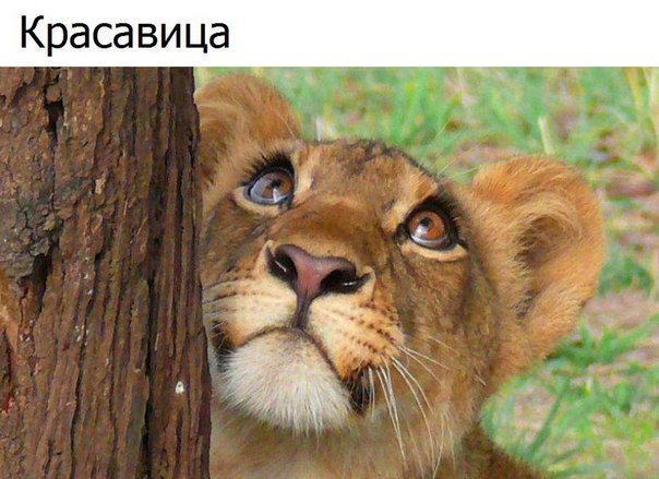Редкие кадры. Редкие кадры.