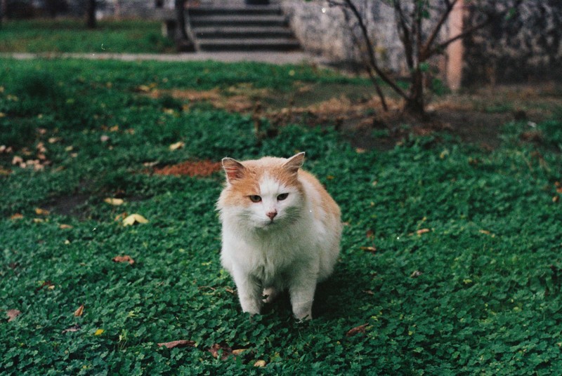 Очень колоритные уличные коты Очень колоритные уличные коты коты, окраины, улица, эстетика