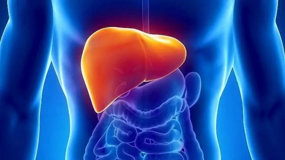 Journal of Hepatology: диета и спорт уменьшают воздействие алкоголя на печень