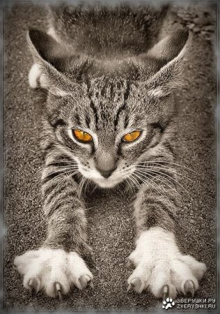 Котэмания Котэмания
