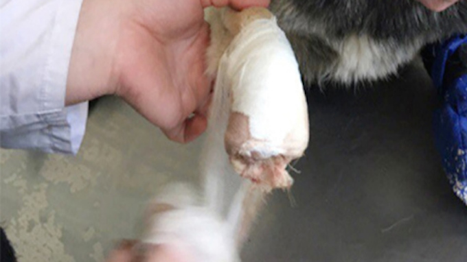 CEN_CutDog_03.jpg