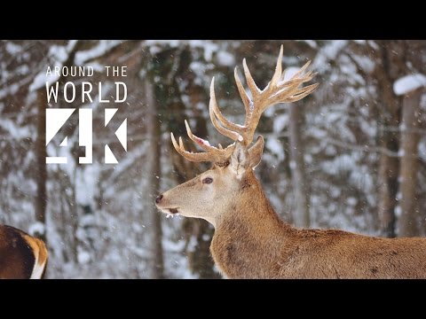 Альпийская зима. Красота! Альпийская зима. Красота!