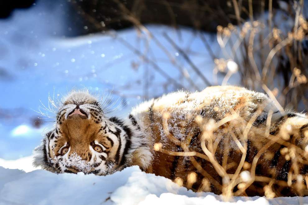 Амурский тигр в штате Колорадо
