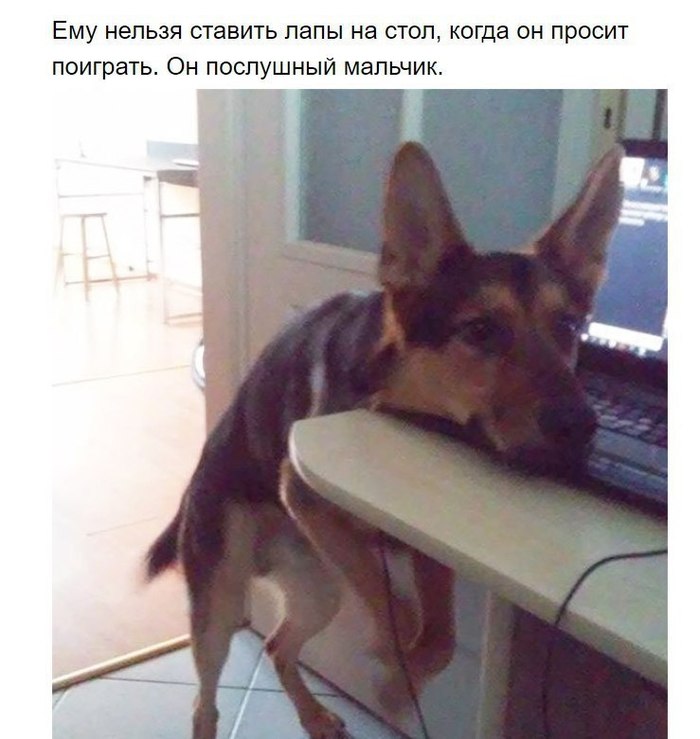 Собаки, которые поняли эту жизнь Собака, хитрые твари, длиннопост