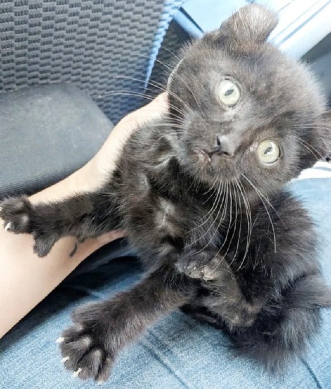 Котенок в руках Испуганный котенок