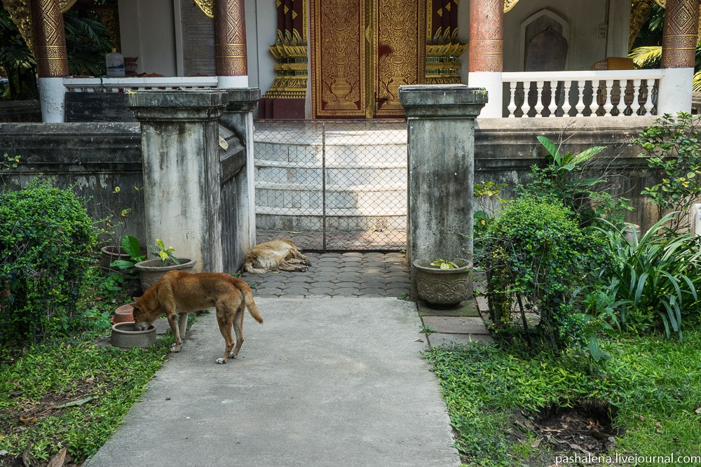 Собаки в Юго-Восточной Азии