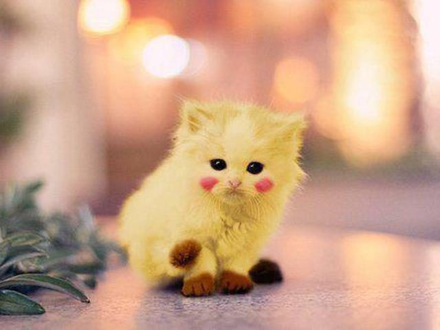Позитивные и милые котики Позитивные и милые котики