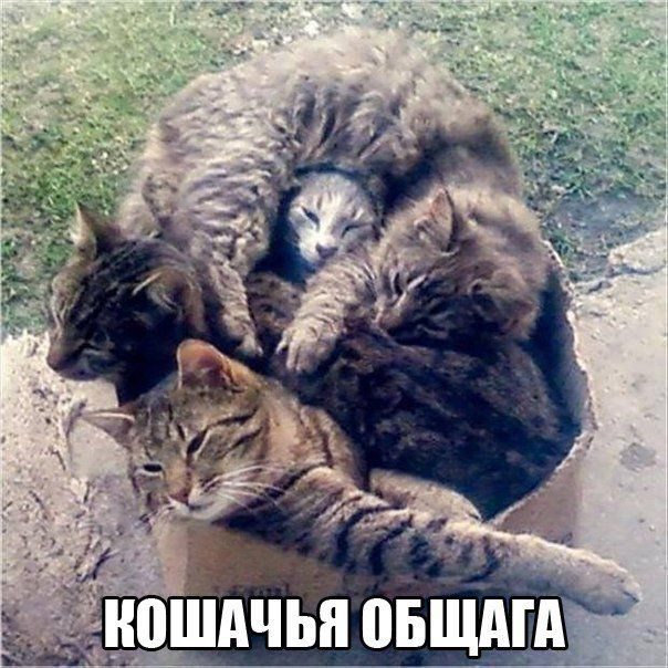 ВЕСЕЛЫЕ КАРТИНКИ ДЛЯ ХОРОШЕГО НАСТРОЕНИЯ. ВЕСЕЛЫЕ КАРТИНКИ ДЛЯ ХОРОШЕГО НАСТРОЕНИЯ.
