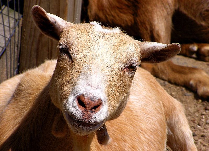 smilinggoats03 Козляшки улыбашки