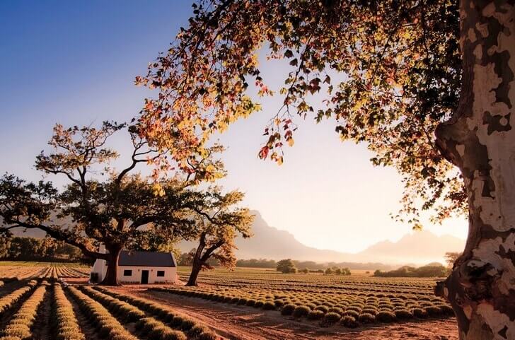Винные фермы Франшхук vinnye-fermy-franschhoek