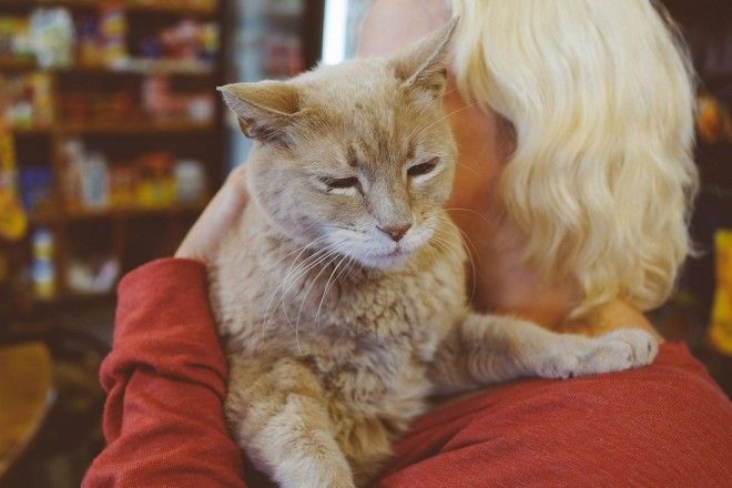КОТЭ-ФАКТЫ. О ТОМ, ЧЕГО ВЫ НЕ ЗНАЛИ ОБ УСАТЫХ ЛЮБИМЦАХ! КОТЭ-ФАКТЫ. О ТОМ, ЧЕГО ВЫ НЕ ЗНАЛИ ОБ УСАТЫХ ЛЮБИМЦАХ!