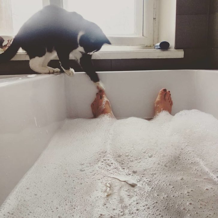 Безумные коты, которые плевать хотели на ваш авторитет)) Безумные коты, которые плевать хотели на ваш авторитет))