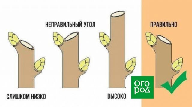 Правильная техника обрезки ветви Правильная техника обрезки ветви