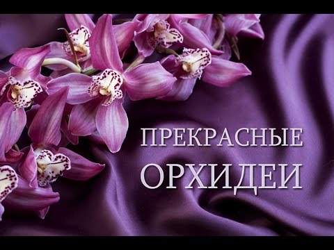 Прекрасные цветущие орхидеи Прекрасные цветущие орхидеи