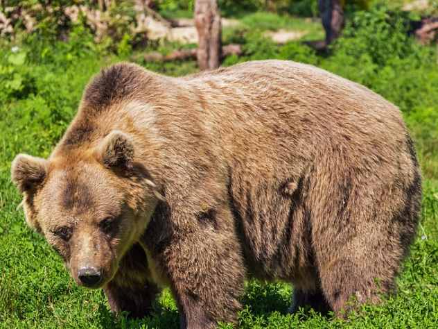 На заводе застрелили опасную медведицу