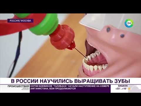 Российские ученые научились выращивать зубы - Мир24