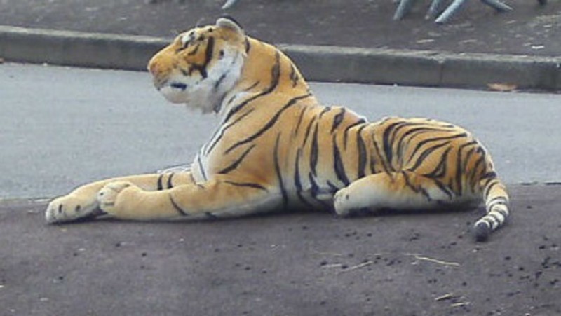 Осиротевших тигрят спасла игрушечная «мама»