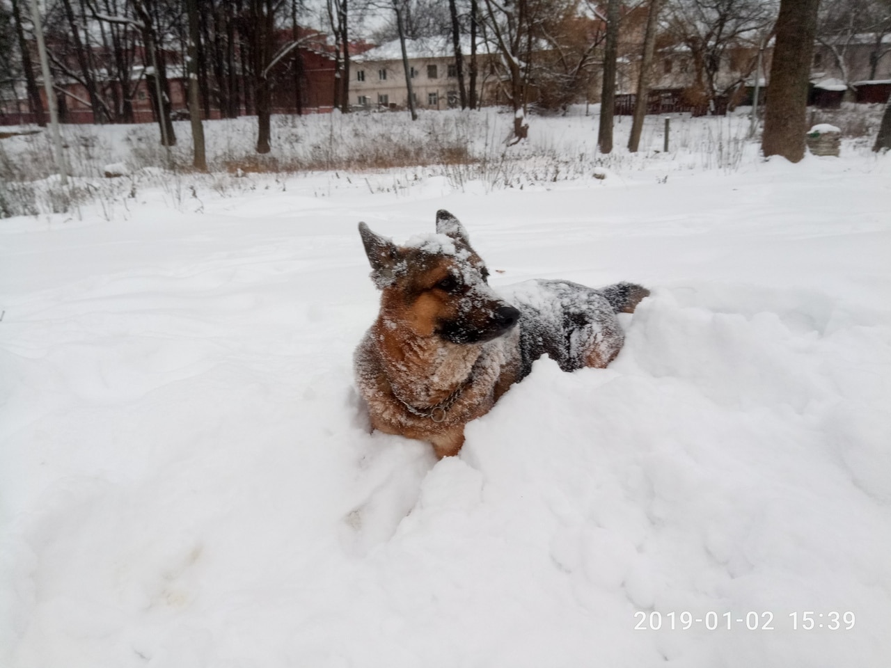 щенок всего боялся собака в снегу