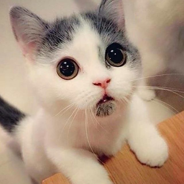 Позитивные и милые котики Позитивные и милые котики