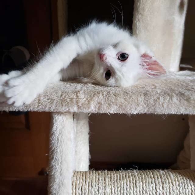 помощь котенку белая кошка