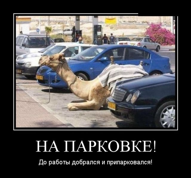 Забавные и веселые демотиваторы для хорошего настроения (11 фото) Забавные и веселые демотиваторы для хорошего настроения (11 фото)