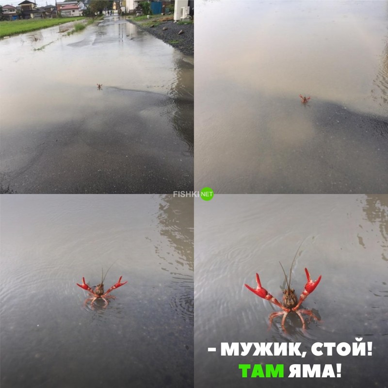 Свежая подборка автоприколов Свежая подборка автоприколов авто, автоприколы, приколы