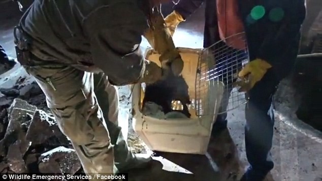 Енота спасли из дренажной трубы, но он слишком замерз и измучился Енота спасли из дренажной трубы, но он слишком замерз и измучился еноты новые котики, жалко енота