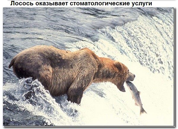 Взаимопомощь животных. Всем добра! Взаимопомощь животных. Всем добра!
