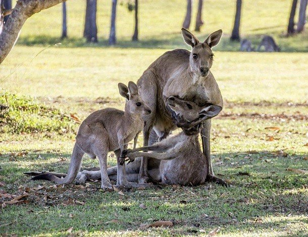 Удивительные факты про кенгуру, которые вы могли не знать