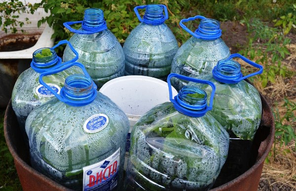 Огурцы в бутылках Огурцы в бутылках
