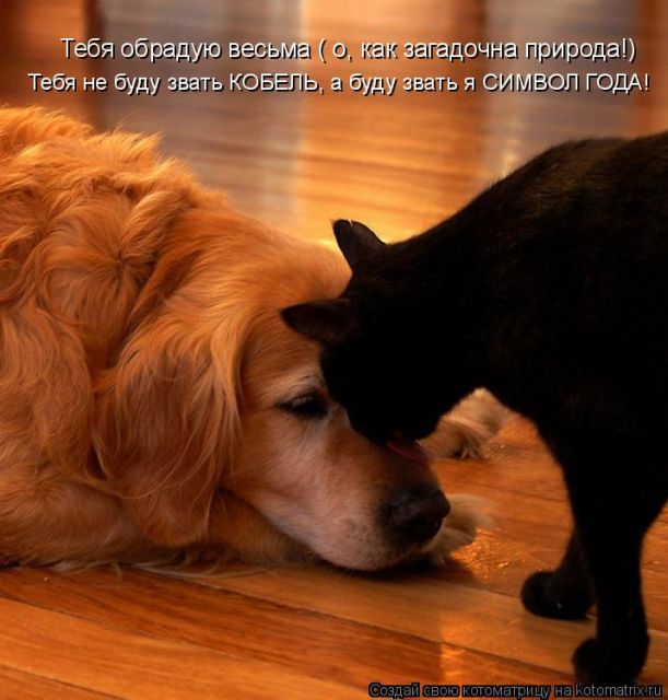 Котоматрицы великолепные, каждая с кусочком тепла, позитива и улыбкой!!! Всем добрых событий сегодня!!! Котоматрицы великолепные, каждая с кусочком тепла, позитива и улыбкой!!! Всем добрых событий сегодня!!!