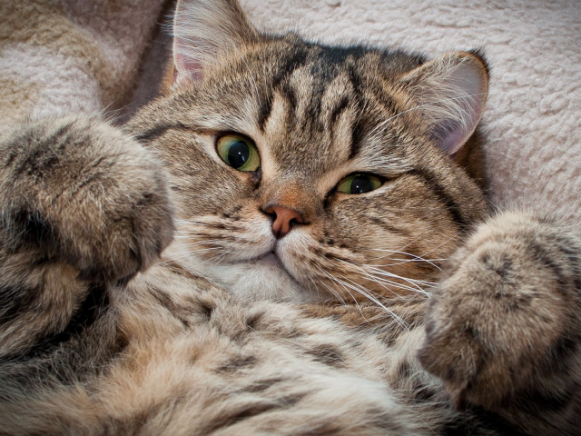 кошки кошки