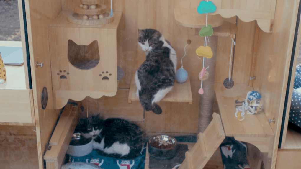 умный дом для бездомных котов коты в доме