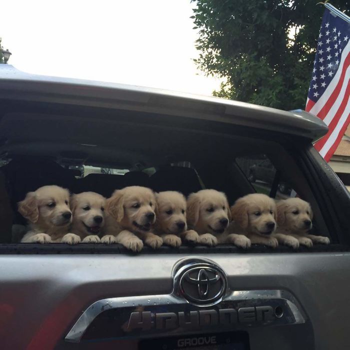 My Friends Golden Just Had Puppies