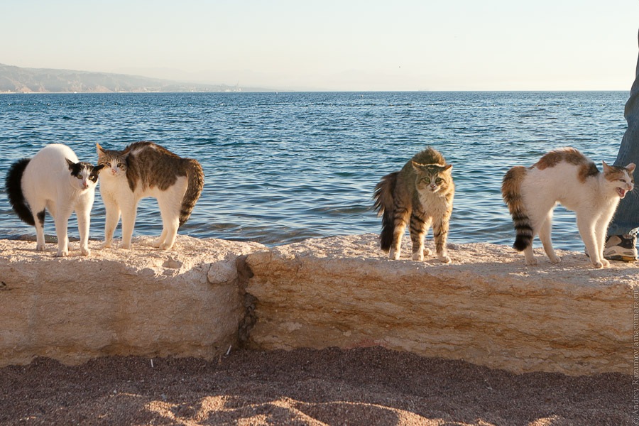 Коты и море