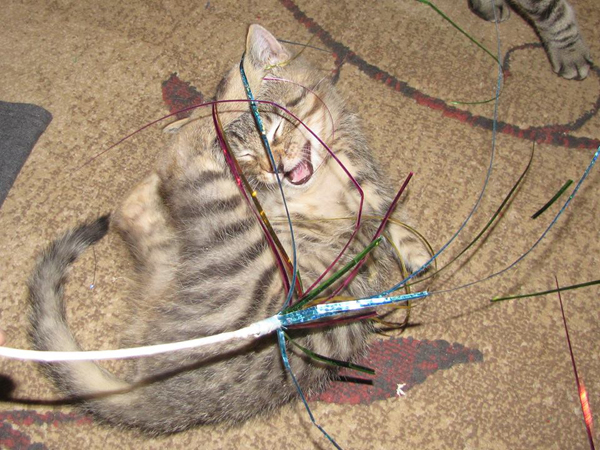 20140124-catster-monday-miracle-mercury-amputee-007