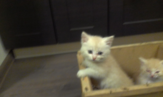 Котят выкинули замерзать на улицу в ящике для посылок Котят выкинули замерзать на улицу в ящике для посылок