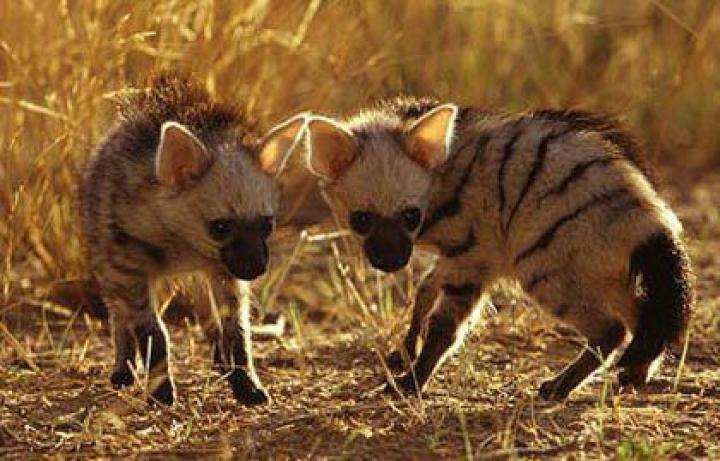 https://i1.wp.com/vicer.ru/wp-content/uploads/2015/11/aardwolf-%D0%B7%D0%B5%D0%BC%D0%BB%D1%8F%D0%BD%D0%BE%D0%B9-%D0%B2%D0%BE%D0%BB%D0%BA-12.jpg?resize=720%2C461