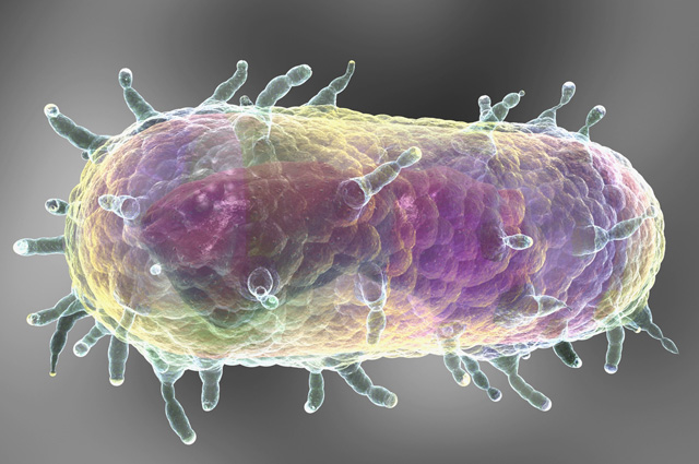 Бактерия Yersinia pestis, возбудитель бубонной чумы.