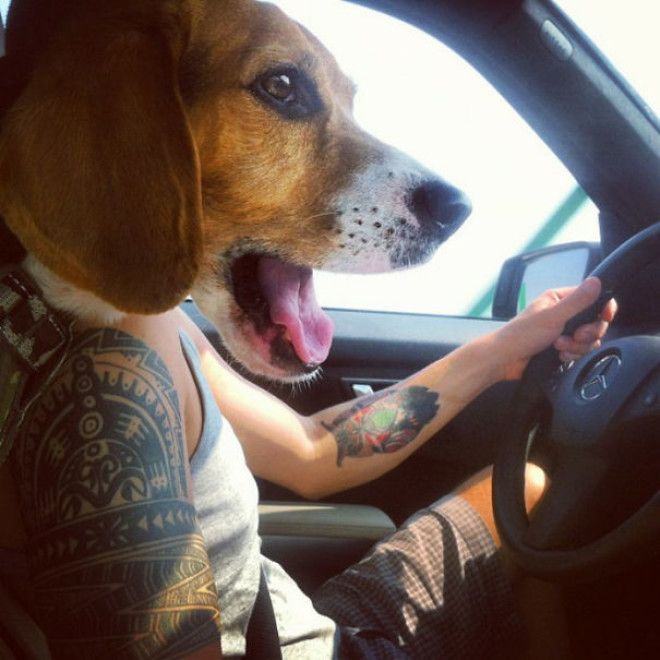 Funny Dog Photobombs Funny Dog Photobombs